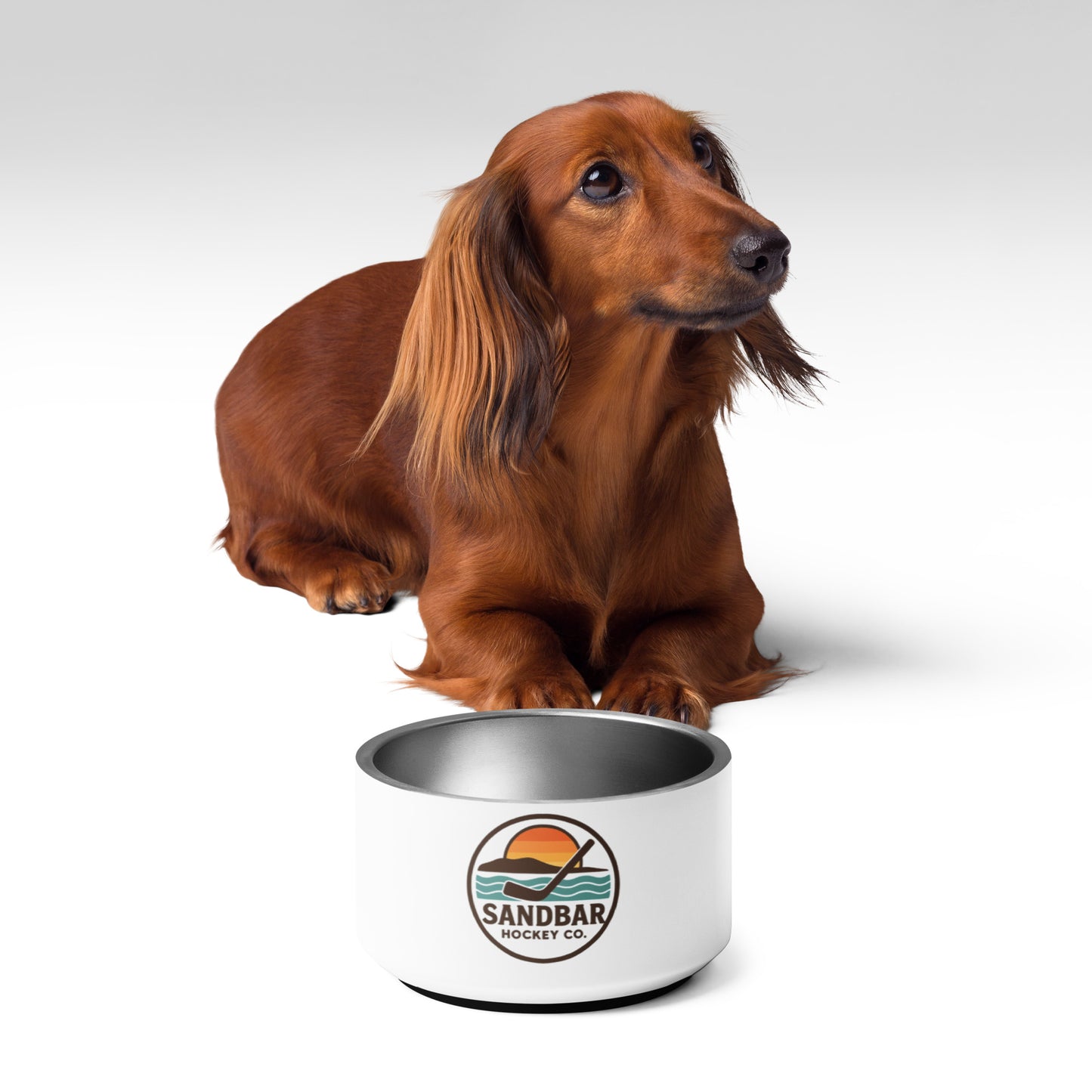 Brown dachshund sitting behind a white Sandbar Hockey Co. dog bowl, empty bowl front view.